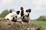 BOULEDOGUE FRANCAIS 664